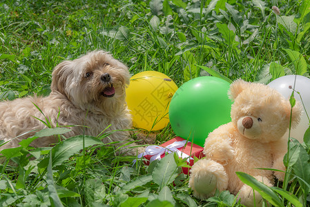 一只小狗快乐和礼物气球玩具拍照图片