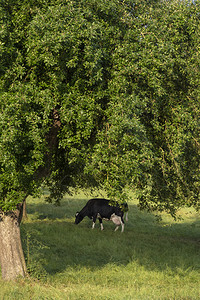 树下放牧的奶牛图片