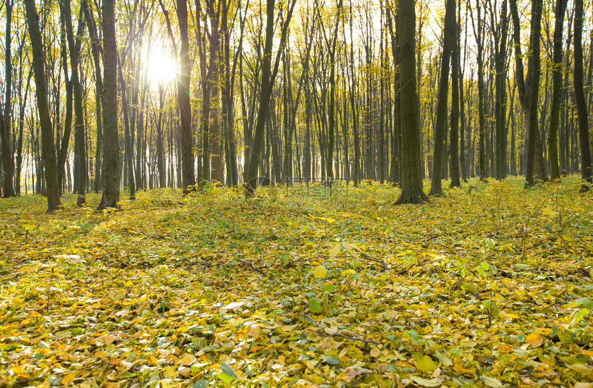 金色秋天森林有太阳光图片