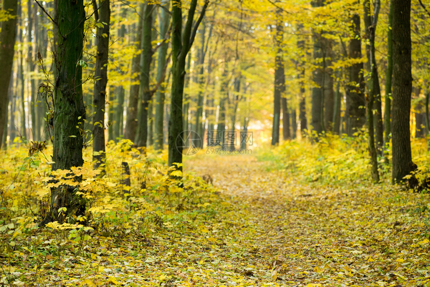 森林中多彩的秋色图片
