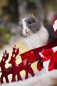 兔子和圣诞背景图片