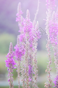 日出自然背景上柔软的粉色草地花朵图片