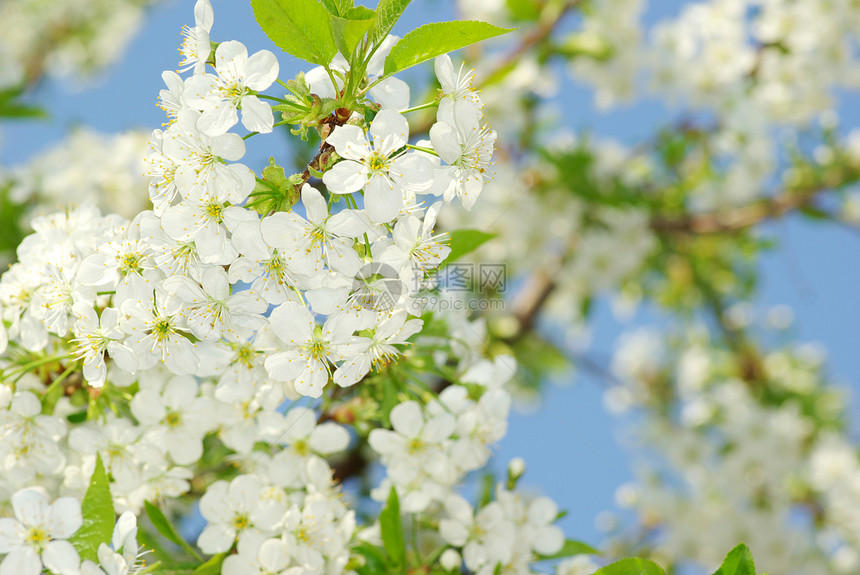 带白花的春枝图片