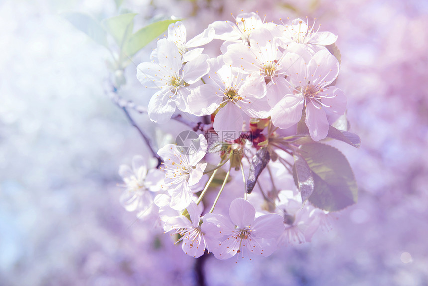 带白花的春枝图片