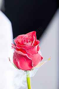 黑底玫瑰色的美丽冷冻液态氮的缝合图片