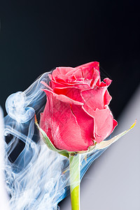 红色美丽结冻与液氮玫瑰黑色背景特写背景图片
