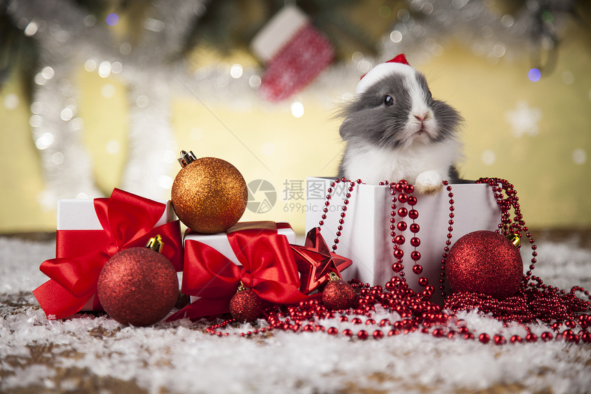 兔子礼物盒带红丝的礼物盒在圣诞节背景图片