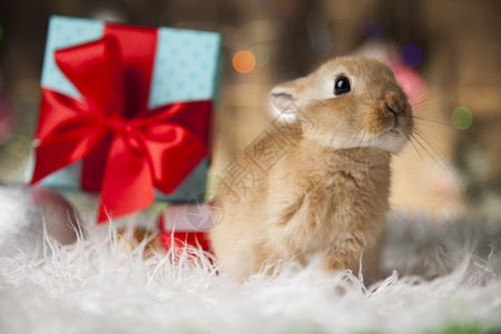 圣诞背景下的小兔子图片