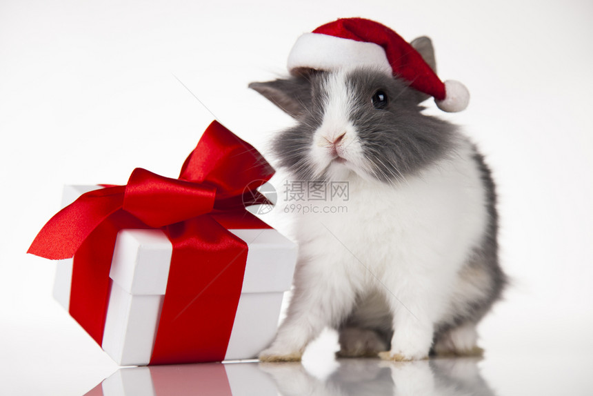 圣诞背景下的小兔子图片