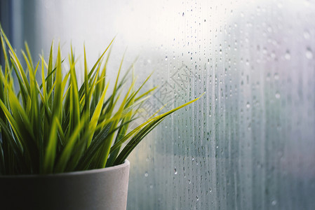 靠近窗户的植物池子附近下着雨白天背景背景图片