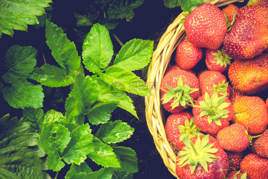 在绿草地上编织的篮子里鲜红色多汁的草莓彩色照片图片