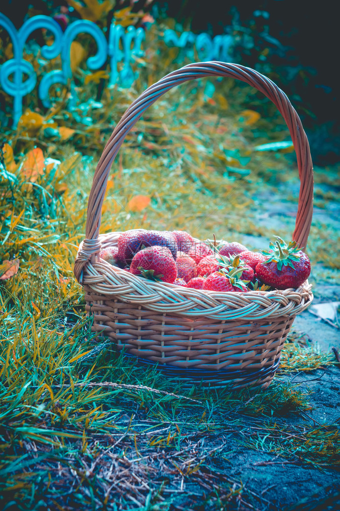 在绿草地上编织的篮子里鲜红色多汁的草莓彩色照片图片
