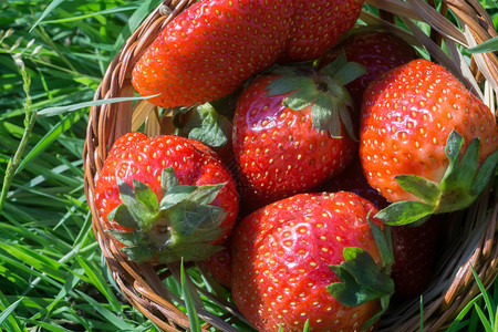 绿色草地上的小篮子里有新鲜的红草莓合上照片图片