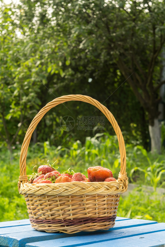 在绿草地上编织的篮子里鲜红色多汁的草莓图片