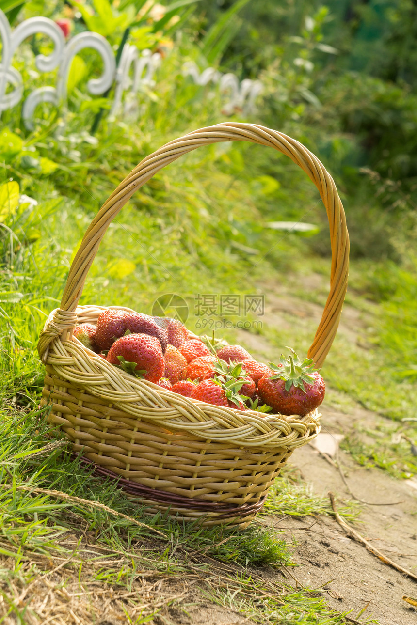 在绿草地上编织的篮子里鲜红色多汁的草莓图片