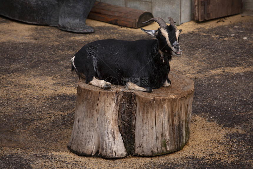 坐在草地公园的树桩上可爱黑山羊坐在树桩上图片