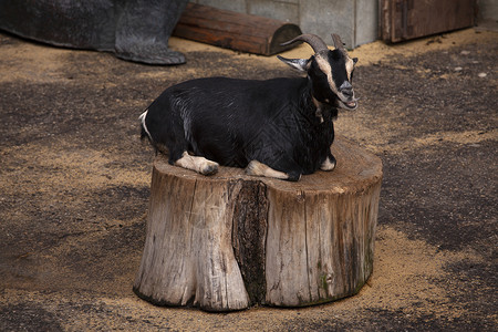 坐在草地公园的树桩上可爱黑山羊坐在树桩上高清图片
