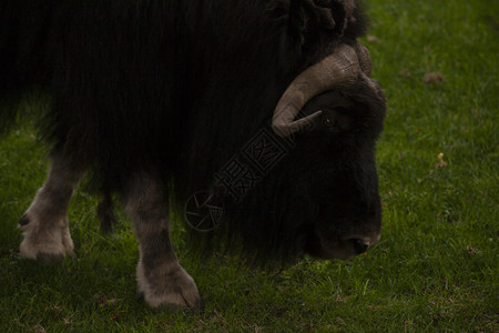 在草地上放牧的黑公牛在草地上放牧的公牛高清图片