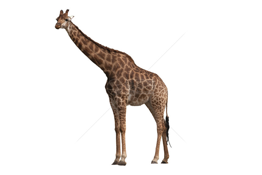 非洲长颈鹿在白色背景上被孤立长颈鹿在白色背景上被孤立图片