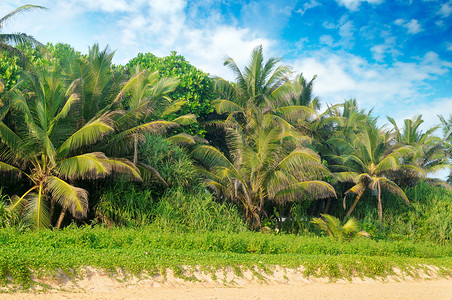 沙滩和天空上的热带棕榈概念生态保护探索世界美丽高清图片