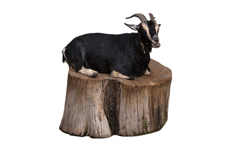 坐在白背景孤立的树桩上坐在可爱的黑羊山高清图片