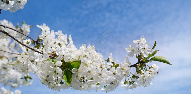 春花美丽的树枝樱桃花图片