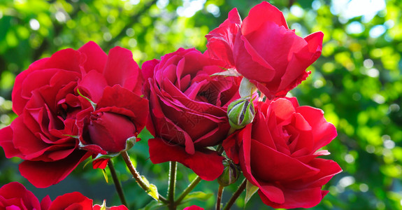 夏花园的美丽玫瑰阳光明媚的一天宽广照片图片
