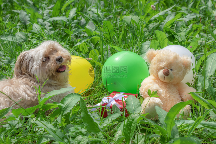 一只小狗快乐和礼物气球玩具拍照图片