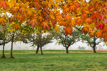 秋天的风景树枝上满是秋色的叶子架设了一个果园在奥克托伯的迷雾中图片