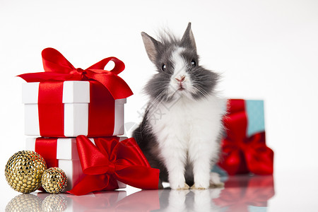 圣塔帽中的诞日兔子礼物盒背景兔子和圣诞节背景冬季装饰图片