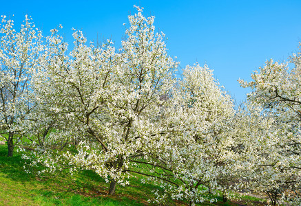 白花木兰树春天有朵图片