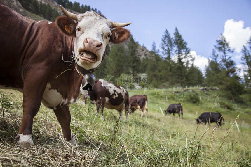 在意大利公园山草地上放牧的棕色奶牛图片