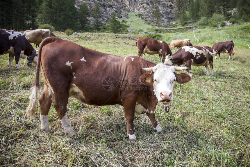 在意大利公园山草地上放牧的棕色奶牛图片