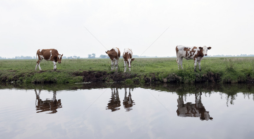 四头牛站在河边图片