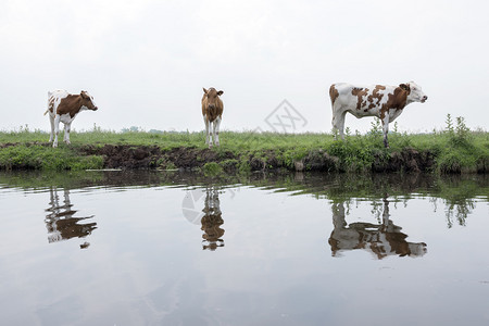 河上的三头牛图片