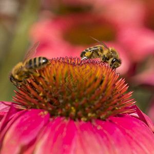 花朵上的粉红蜜蜂和花朵上的蜜蜂紧贴在花园里图片