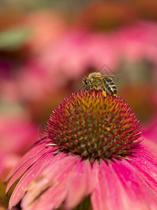 紫癜蜜蜂在紫锥菊粉色和红色花朵上的特写背景