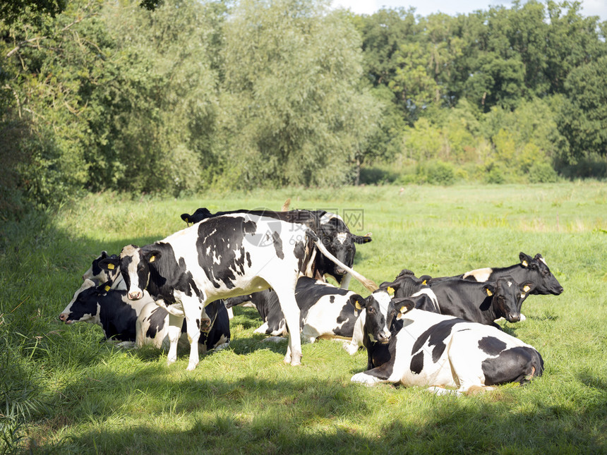 黑白一群年轻奶牛在乌得勒支附近内地的夏林绿草地上图片