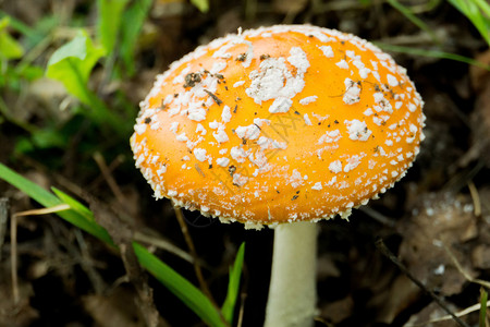 森林中明亮的蘑菇秋天图片