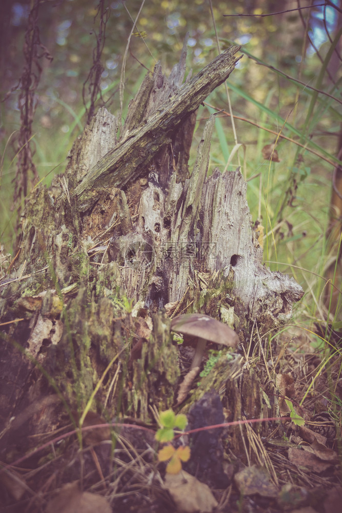 童话故事就像夏日森林里的老树桩过滤了图片