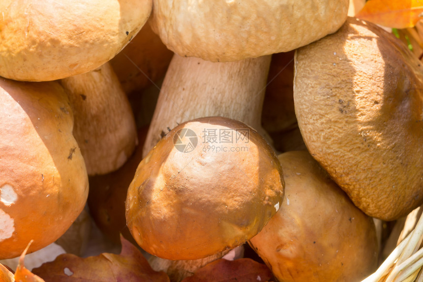 新鲜的猪肉蘑菇装在有红树叶的螺旋篮子里图片