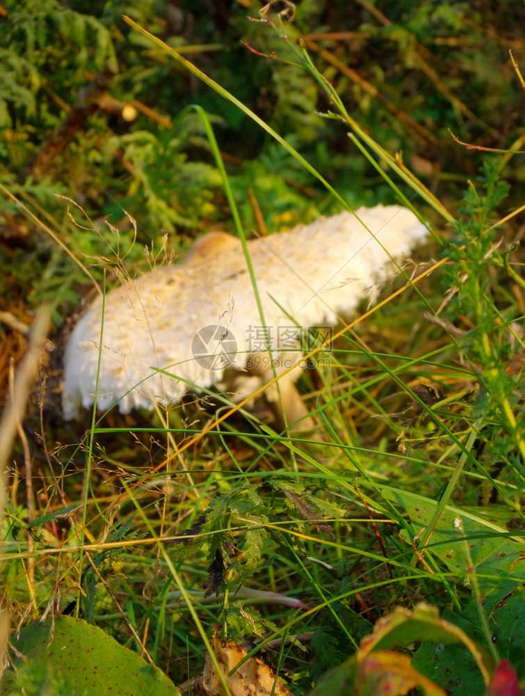 大的野白帽蘑菇植物间生长的蛤末图片