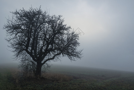 一片阴暗的景色只有一棵树没叶子在冰冻的田地清晨雾中寒冷冬天图片