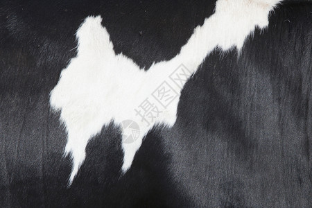 黑白部分藏在荷尔斯坦牛的侧面图片
