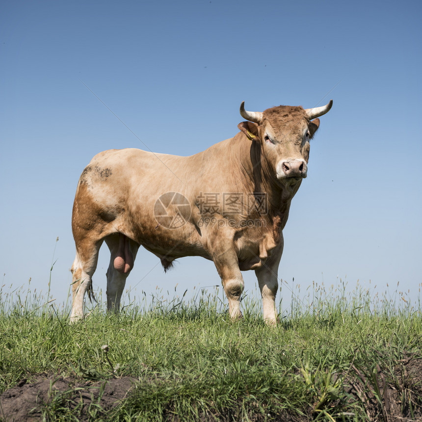 金发d绿色草地上的牛蓝天空为背景图片