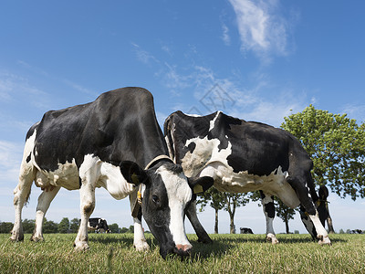 黑牛和白在绿草地上吃其底有树图片