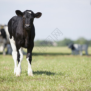 黑小牛和白站在草地上好奇盯着镜头图片