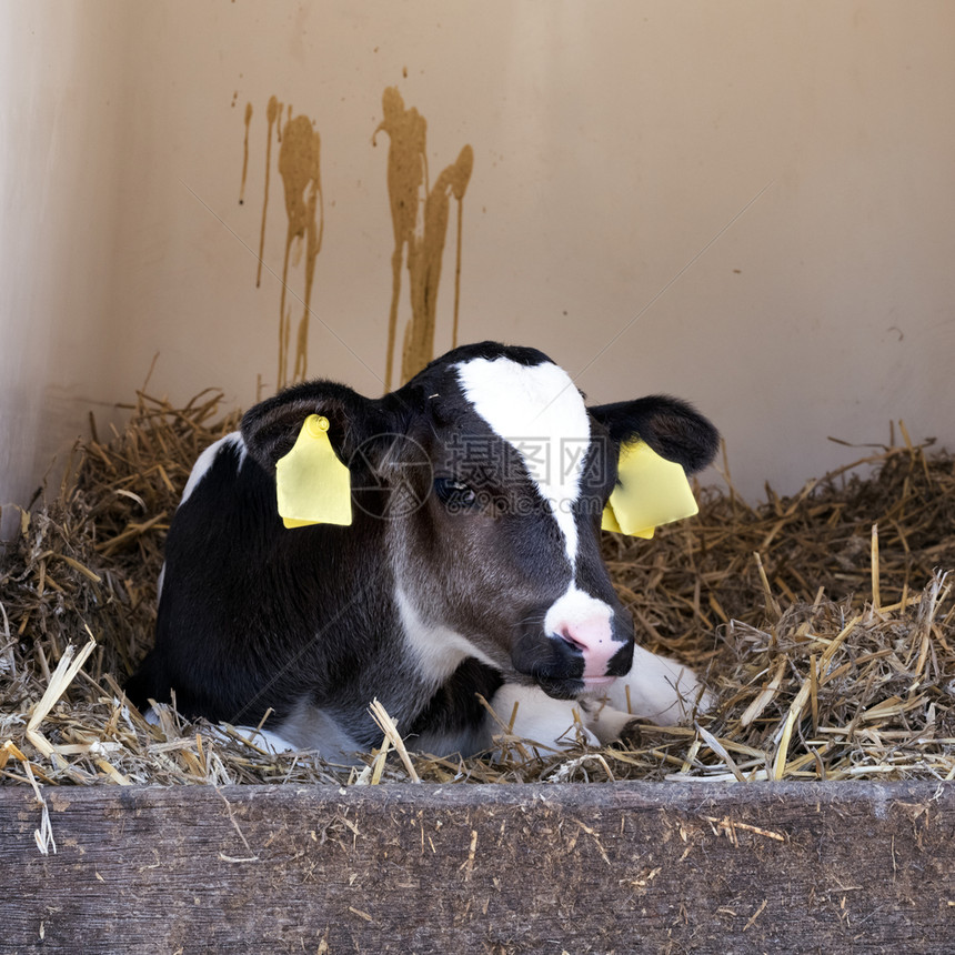 在牛栏里躺下的母牛和小牛仔图片