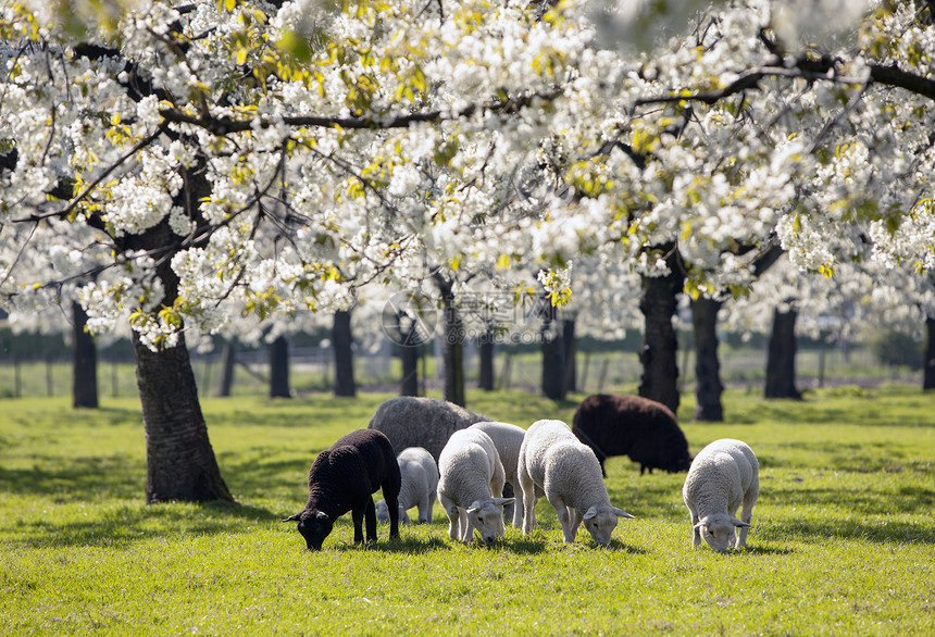 和羊羔在绿春草中吃原上露出樱花树地内靠近提勒支图片