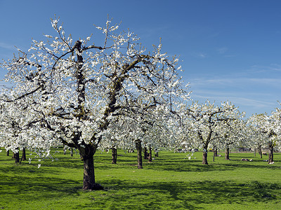 园林里的樱花树图片